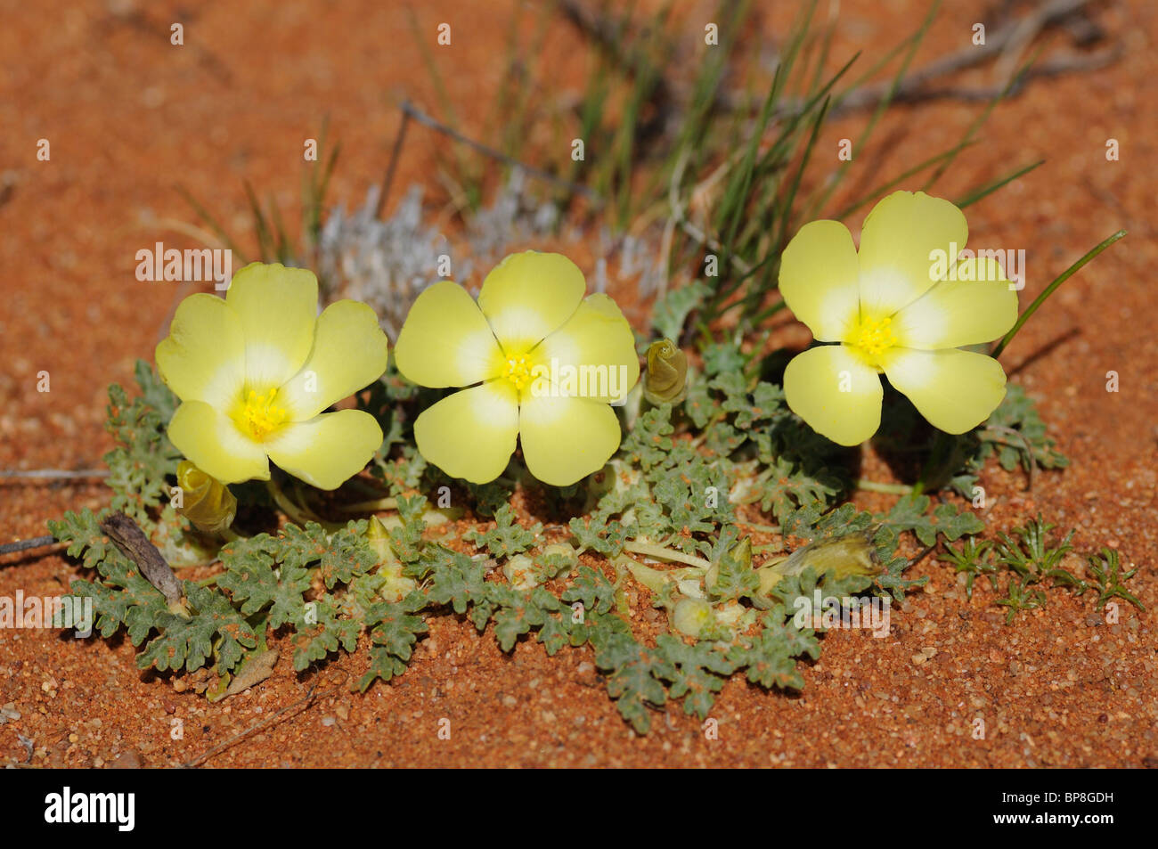 Grielum humifusum, pietsnot, Namaqualand, South Africa Stock Photo