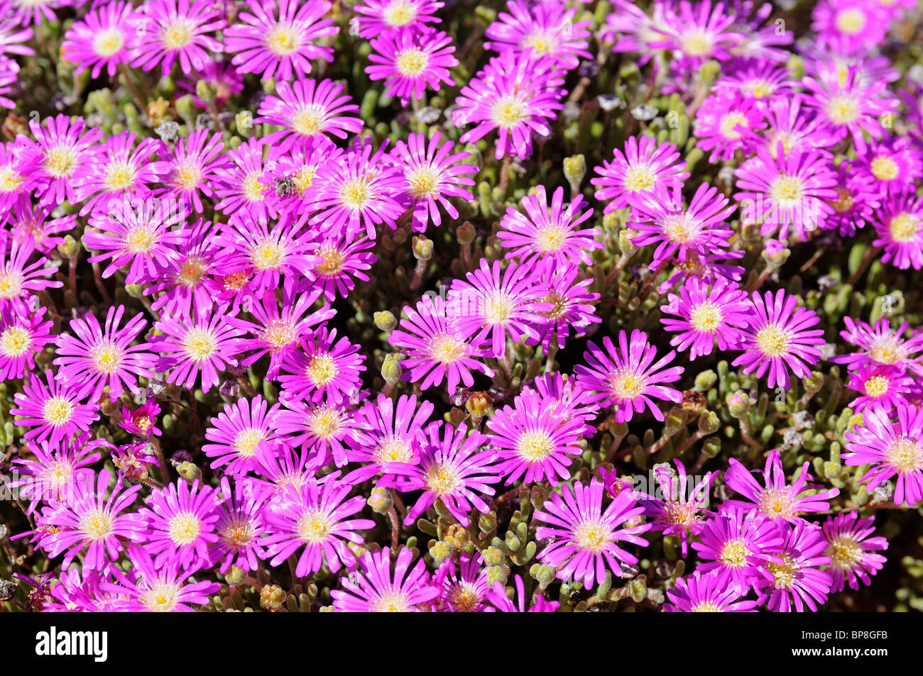 Rosae Ice Plant, Drosanthemum hispidum, Namaqualand, South Africa Stock Photo