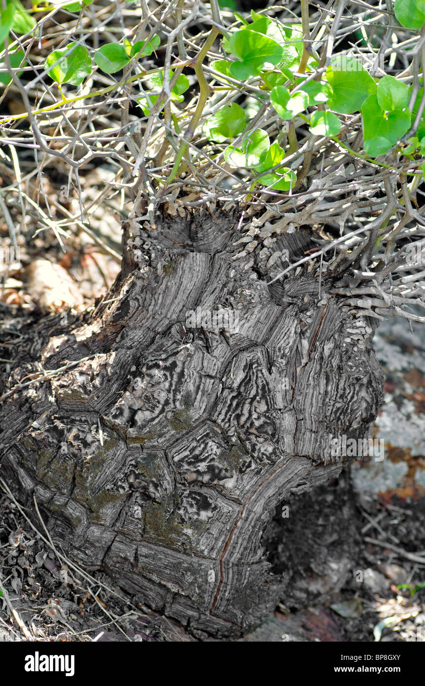 Elephant's foot im Habitat, Dioscorea elaphantipes, Namaqualand, South Africa Stock Photo