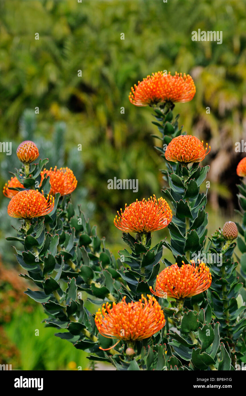 Leucospermum cordifolium, Cape Floral Kingdom, Proteacea, South Africa Stock Photo