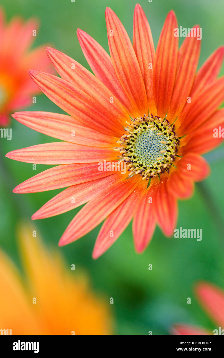 ARCTOTIS X HYBRIDA FLAME AFRICAN DAISY Stock Photo