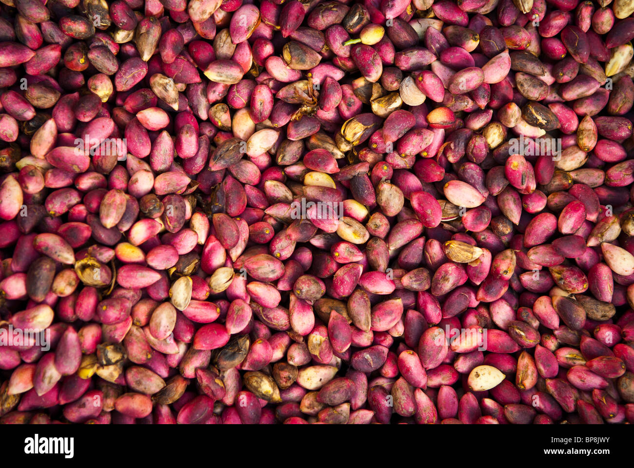 Pistachio Pistacia vera Kerman fruitson on sale Beirut Lebanon Middle