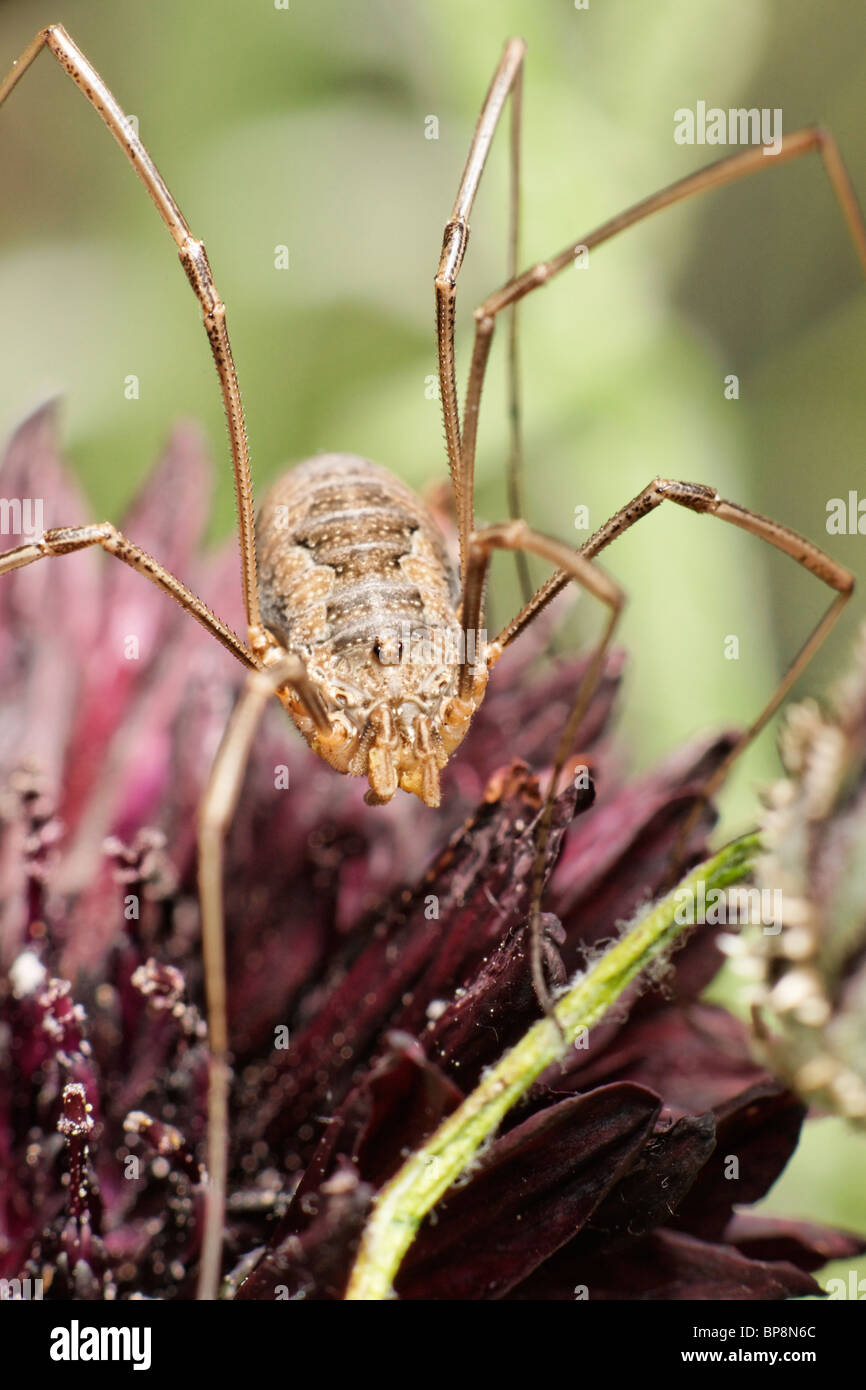 Harvestmen spider hi-res stock photography and images - Alamy