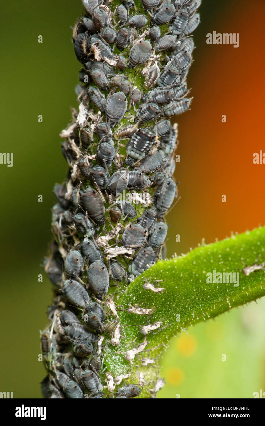 Blackfly. Aphidoidea. On a Marigold plant Stock Photo - Alamy