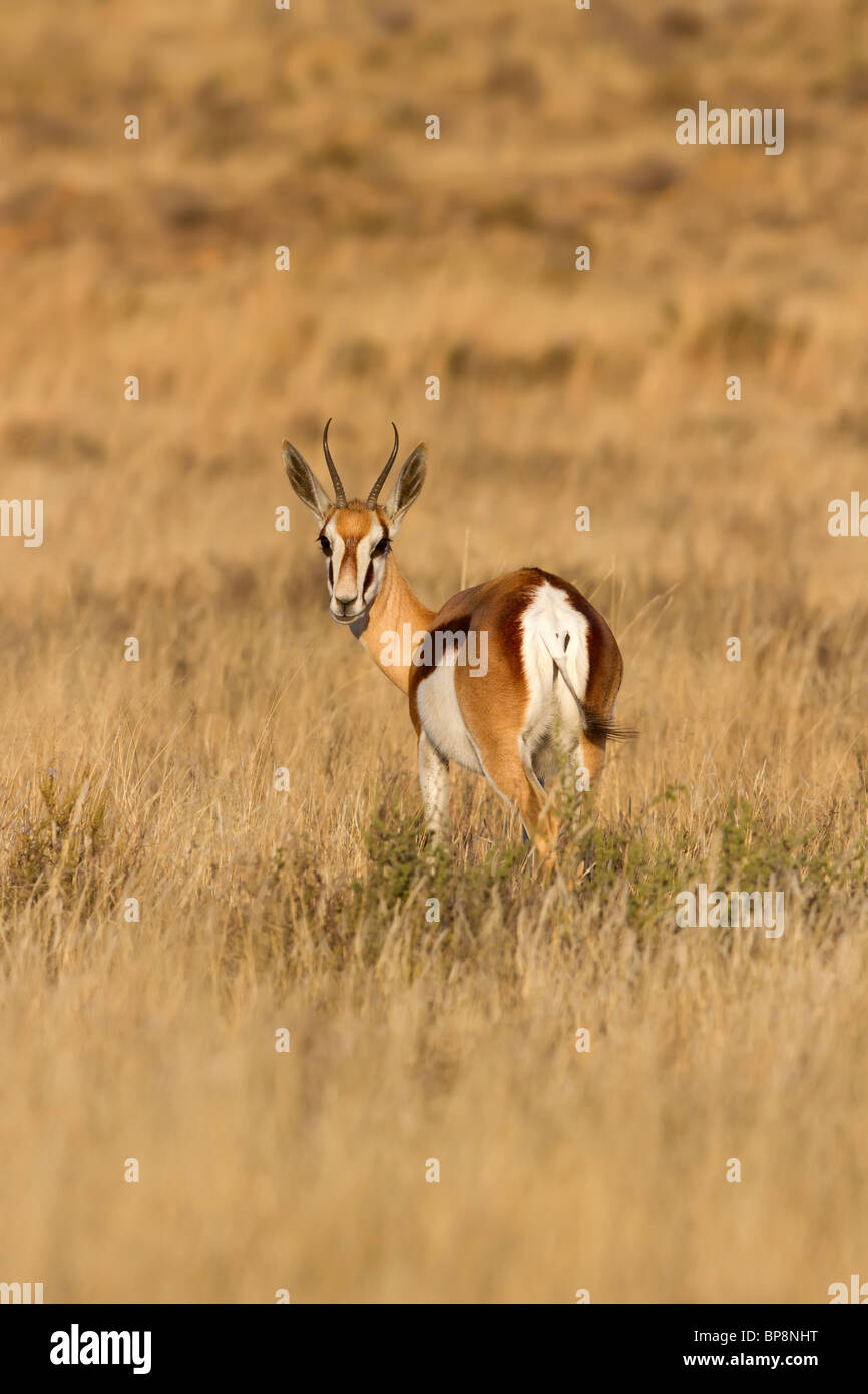 Male springbok looking back towards the camera on the Karoo grassfields in South Africa Stock Photo
