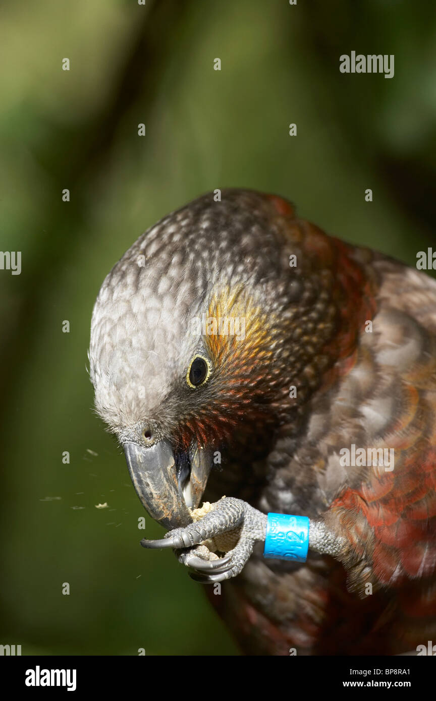 Kaka with Identification Band, (Nestor meridionalis), Karori Wildlife Sanctuary, Wellington, North Island, New Zealand Stock Photo