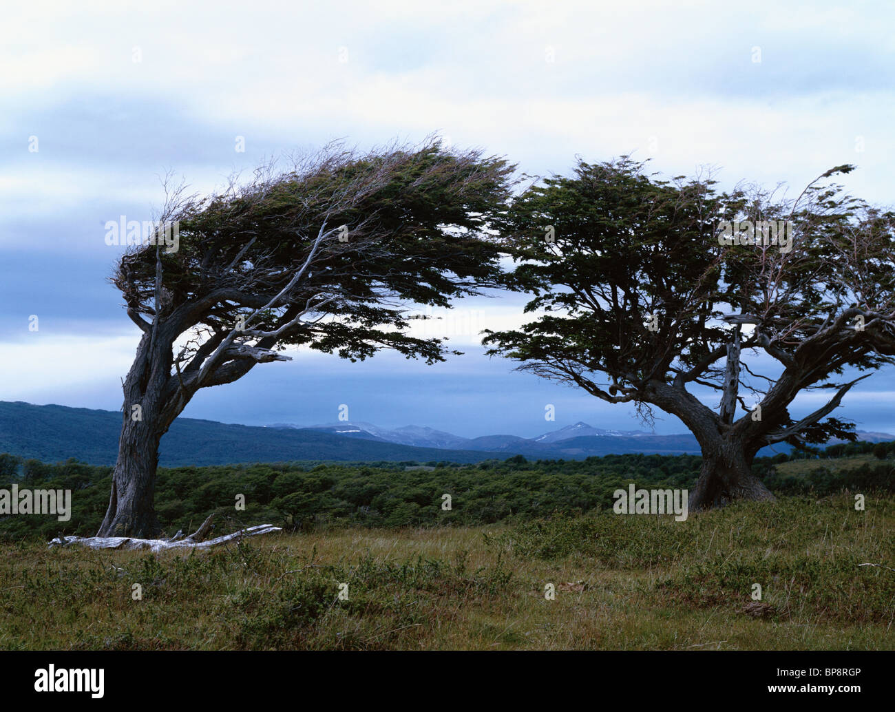An Old Strangely Bent Tree. Tierra Del Fuego, Argentina, South America Stock Photo