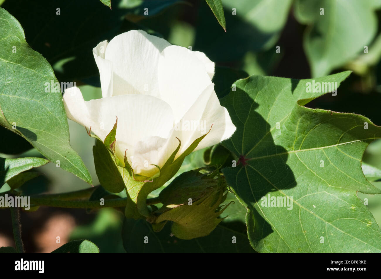 Cotton blossom hi-res stock photography and images - Alamy