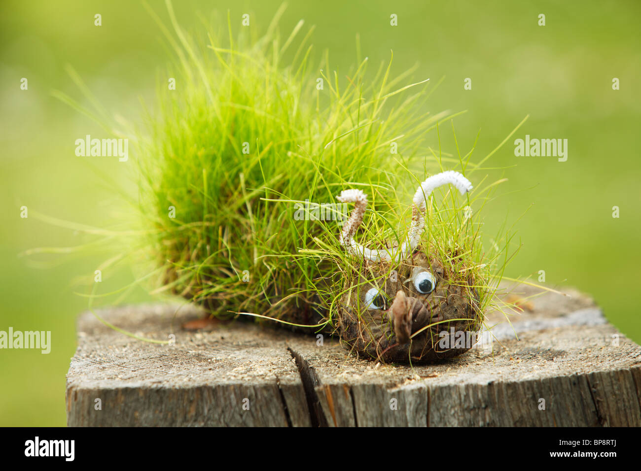 Fynny worm made from sock with grass seeds in it. After some time grass apear with growing grass on it Stock Photo