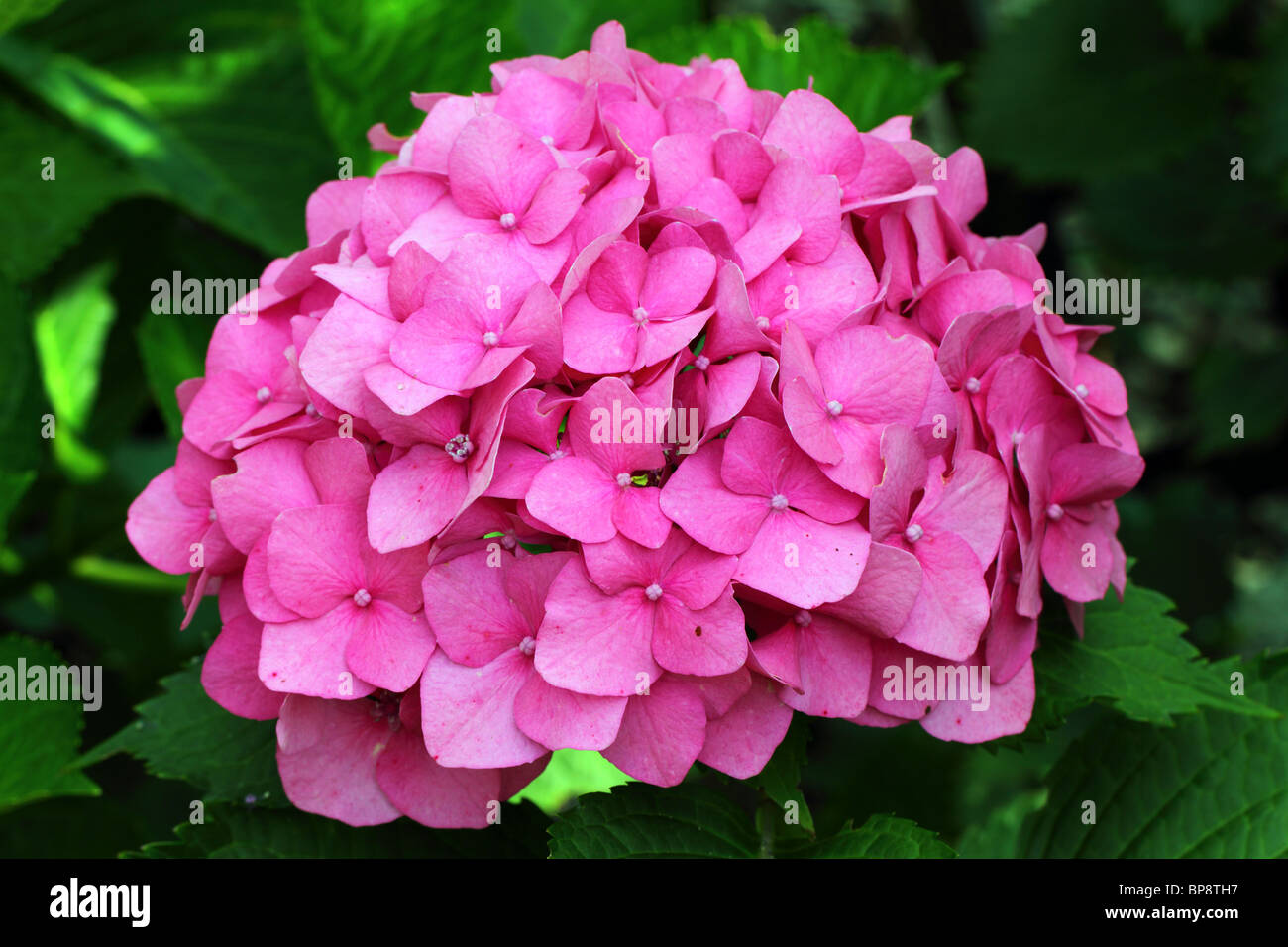 Pink hydrangea blossom close up Stock Photo - Alamy