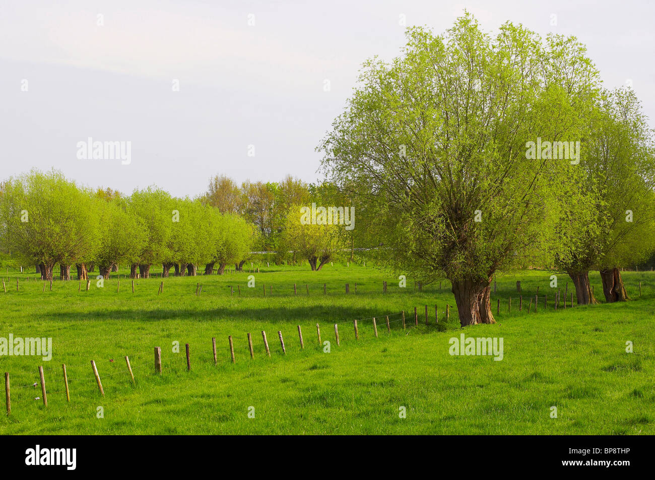 spring, osiers near Kalkar, Niederrhein, North Rhine-Westphalia, Germany, Europe Stock Photo