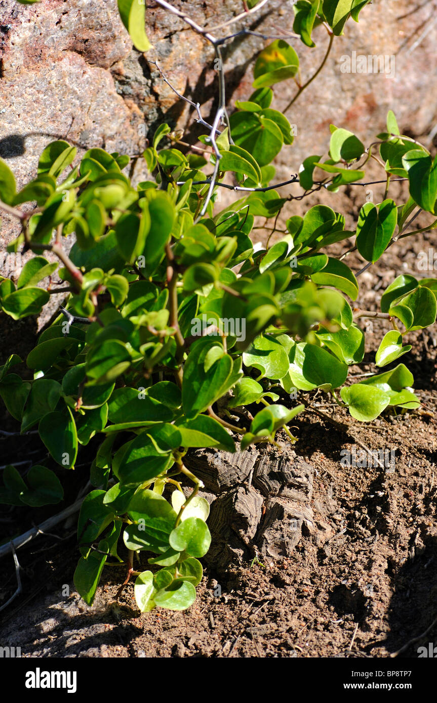 Elephant's foot im Habitat, Dioscorea elaphantipes, Namaqualand, South