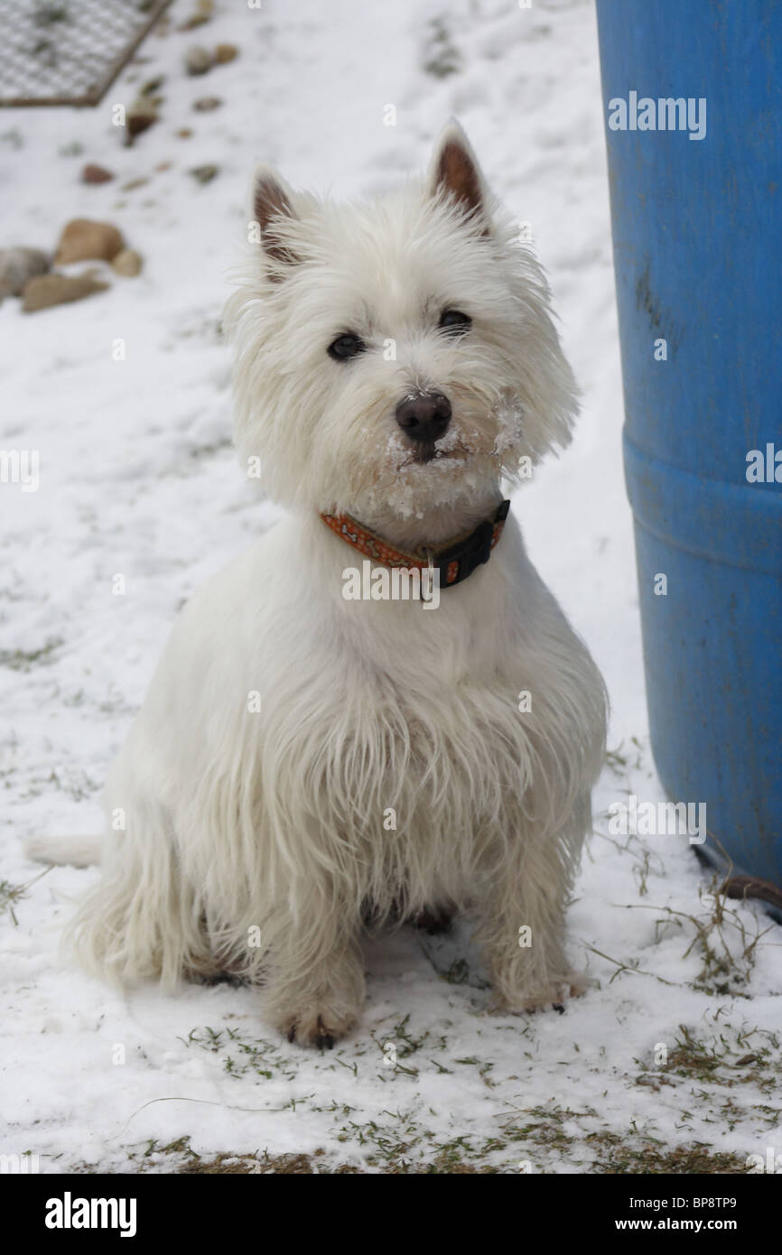 Are West Highland Terrier Hypoallergenic