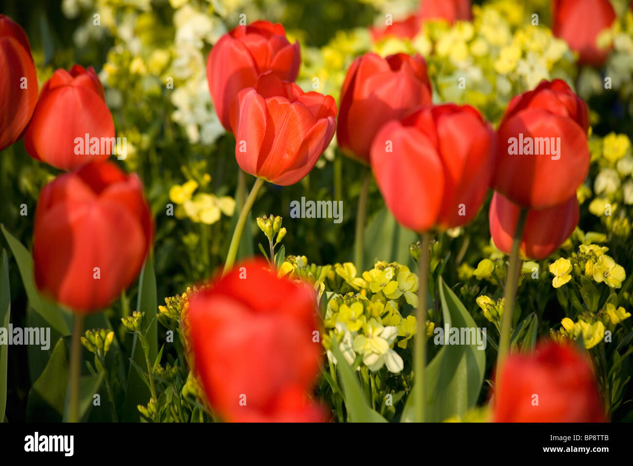 Tulips Spring London Stock Photo