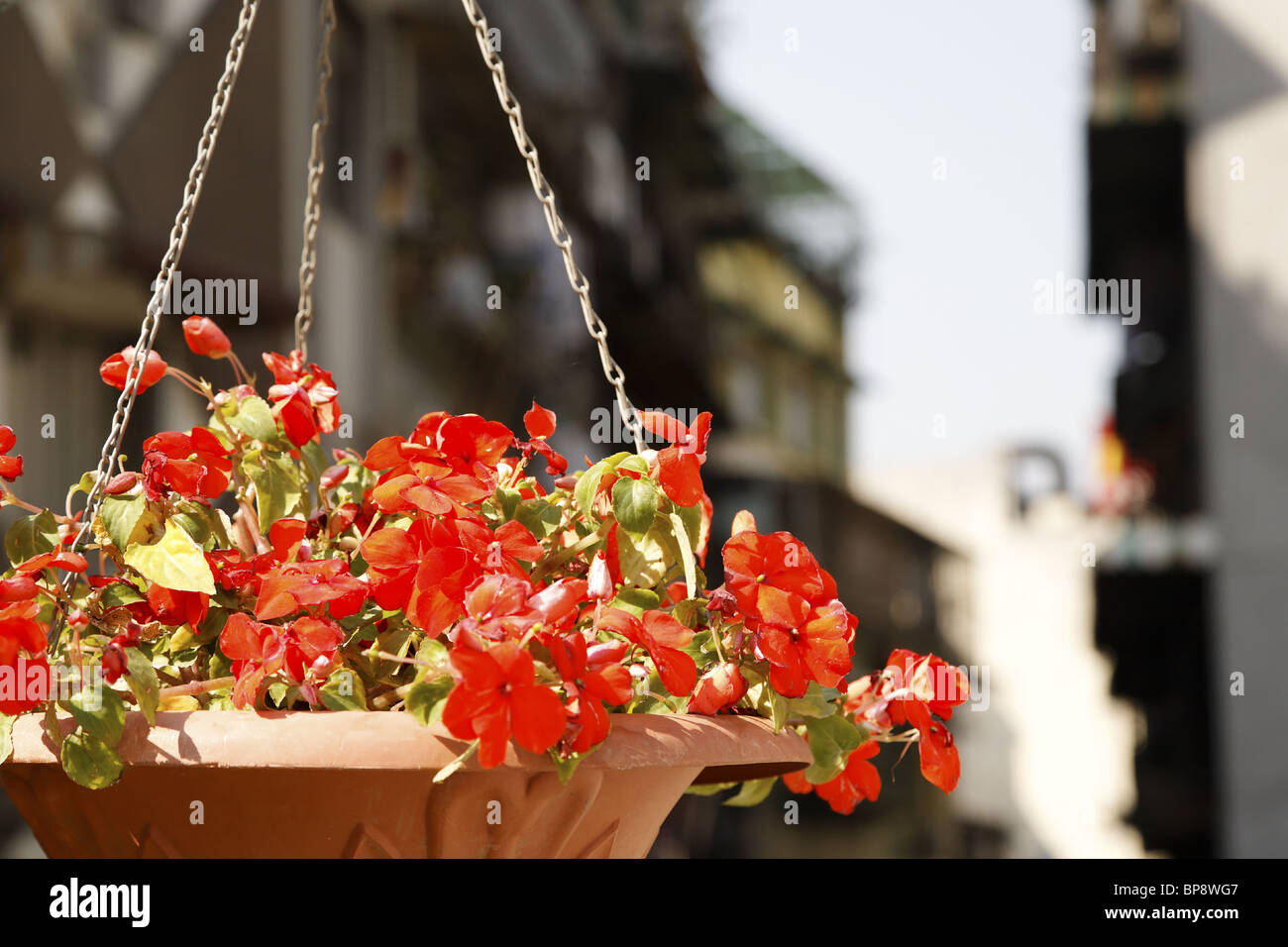 Flowers in a hanging basket hi-res stock photography and images - Alamy