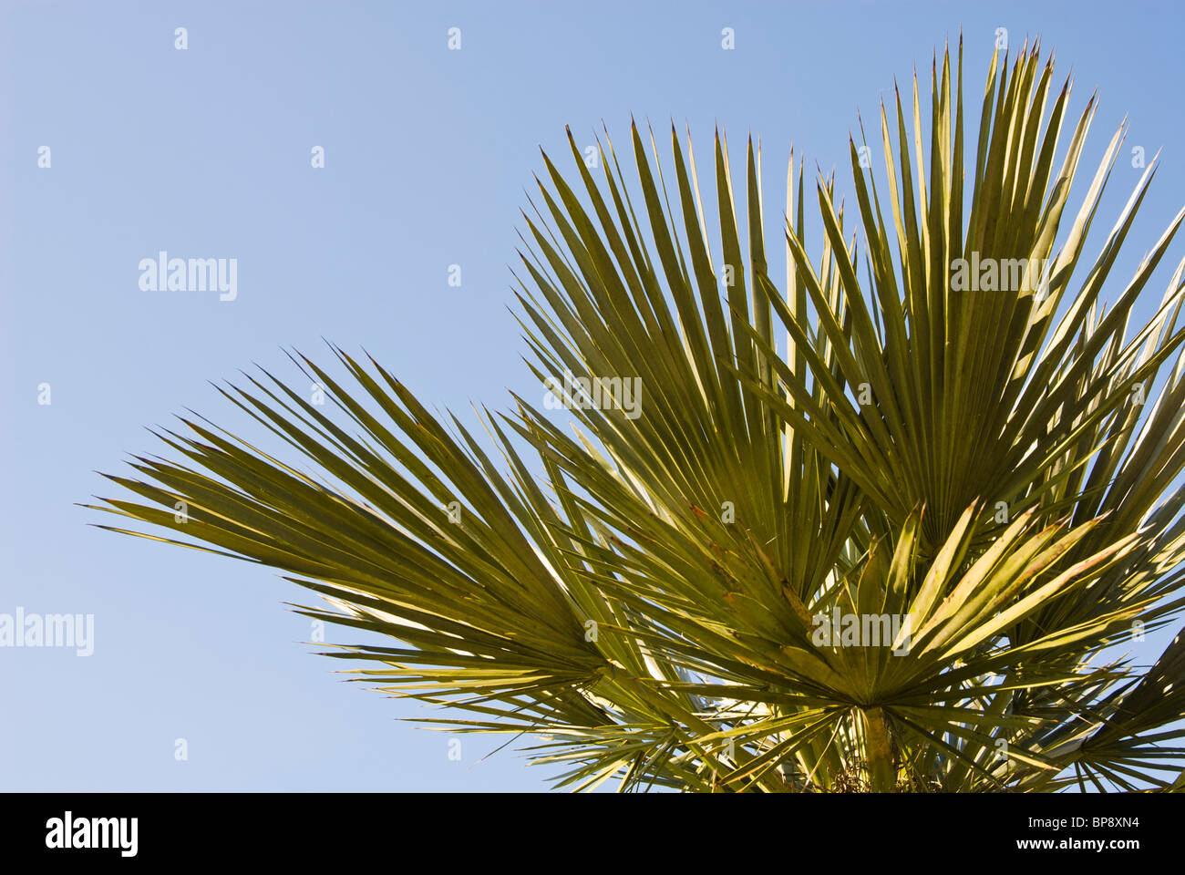 Palm tree against blue sky Stock Photo