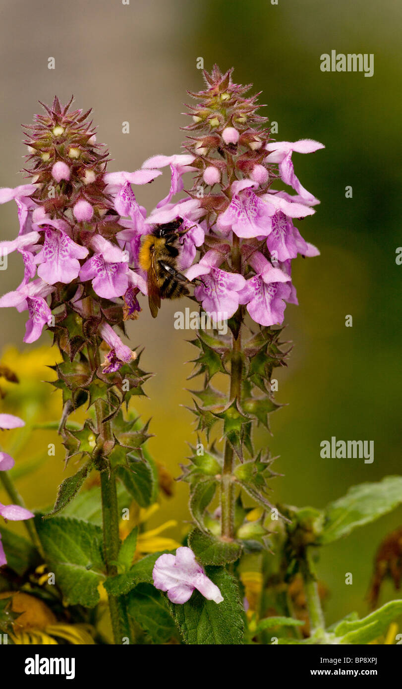 Hybrid woundwort with visiting Bumble Bee, Dorset. Stock Photo
