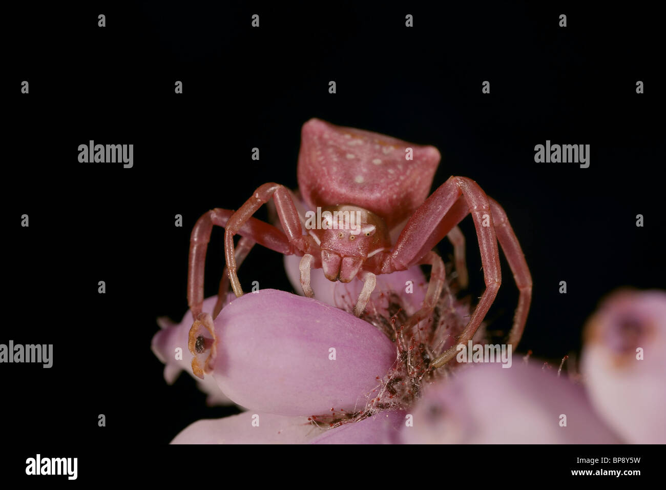 Pink crab spider hi-res stock photography and images - Alamy