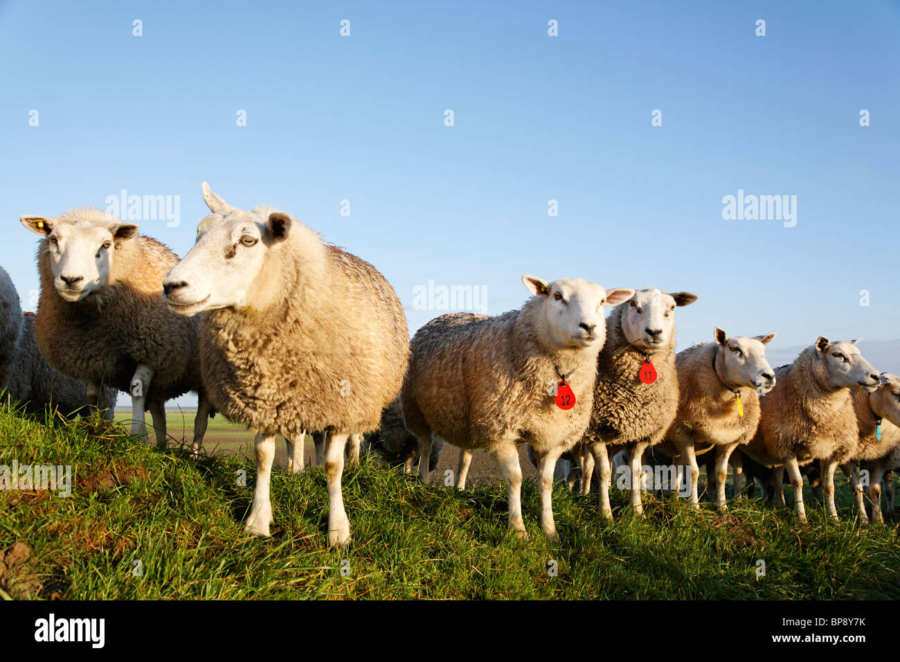 Sheep Grazing in a Field Under Blue Sky. Netherlands, Europe Stock ...