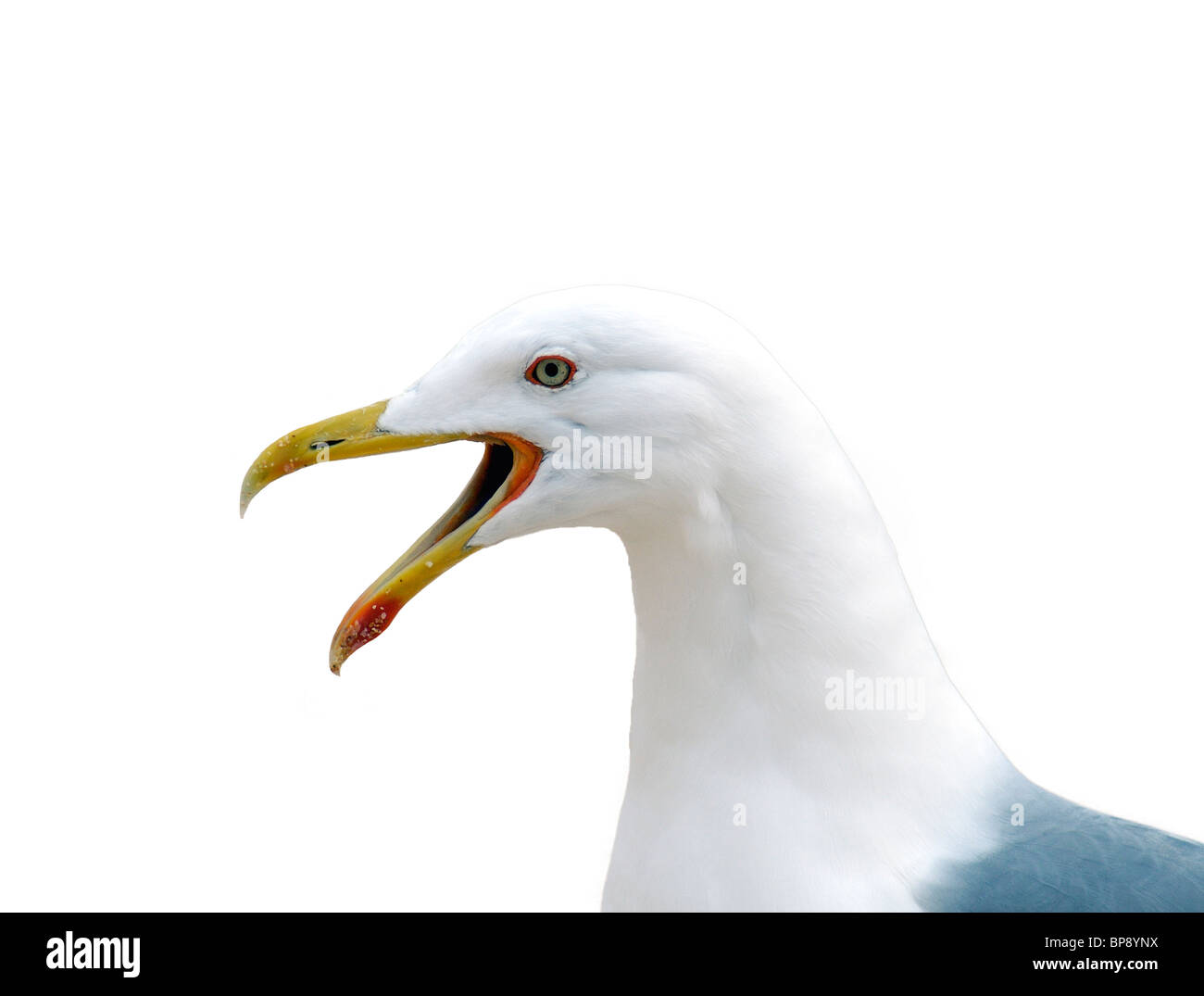 Sqawking Seagull Stock Photo