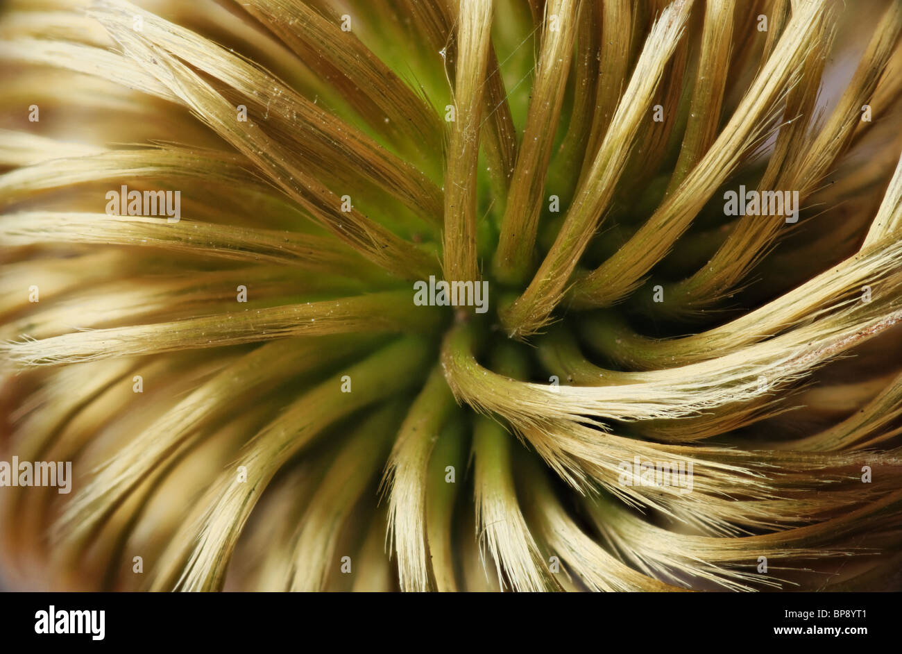 Seed head of a Clematis. Stock Photo