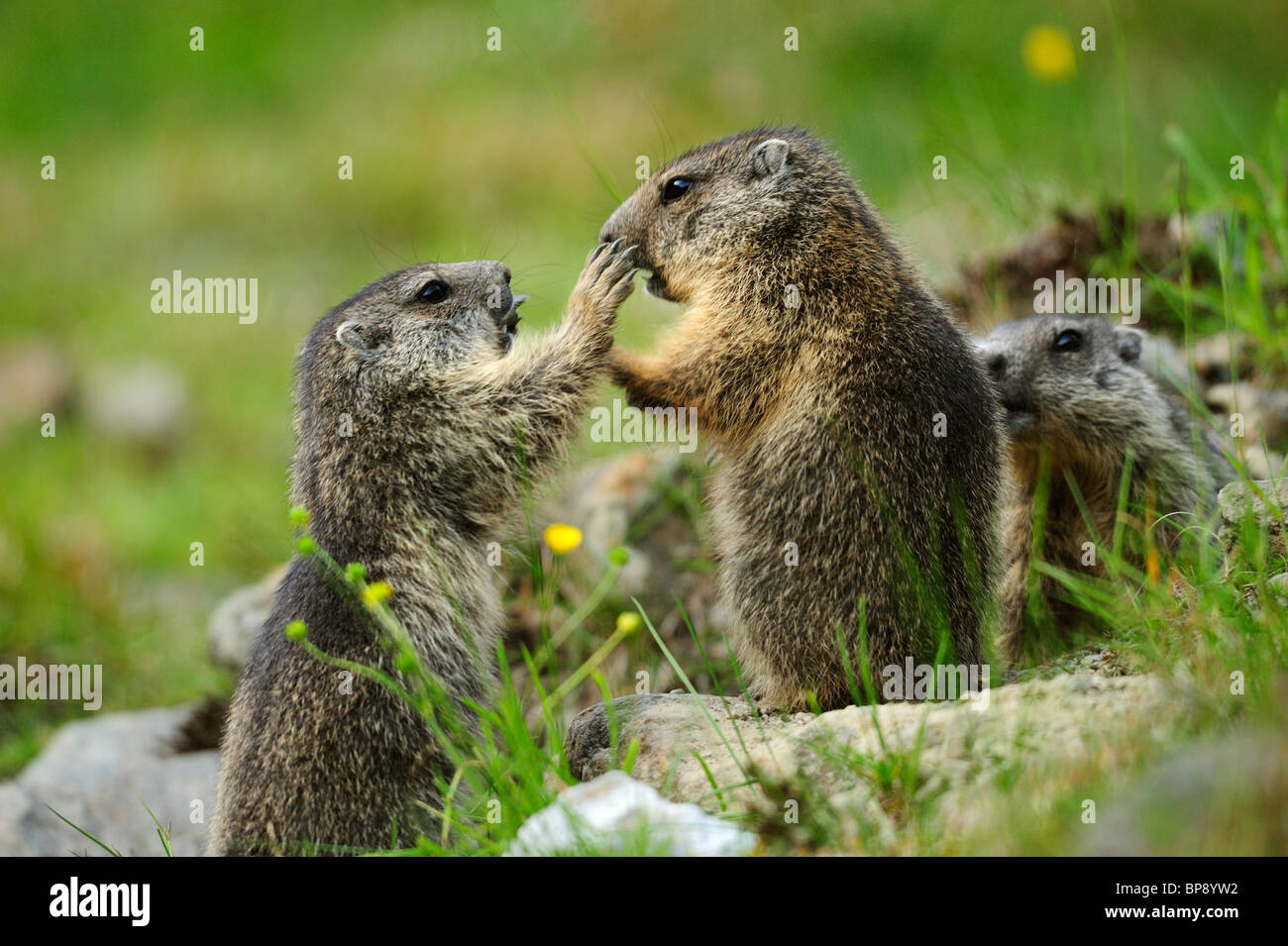 Three Alpine marmots (Marmota marmota), Stubai, Stubai Alps, Tyrol, Austria Stock Photo