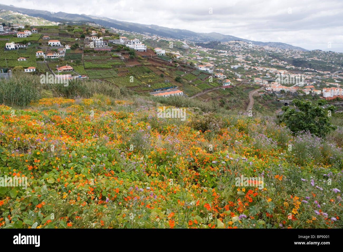 Magnificent nasturtium field, Estreito de Camara de Lobos, Madeira, Portugal Stock Photo