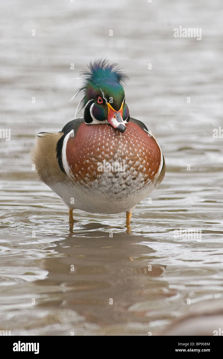 Wood Duck (Aix sponsa), drake standing in shallow water. Stock Photo