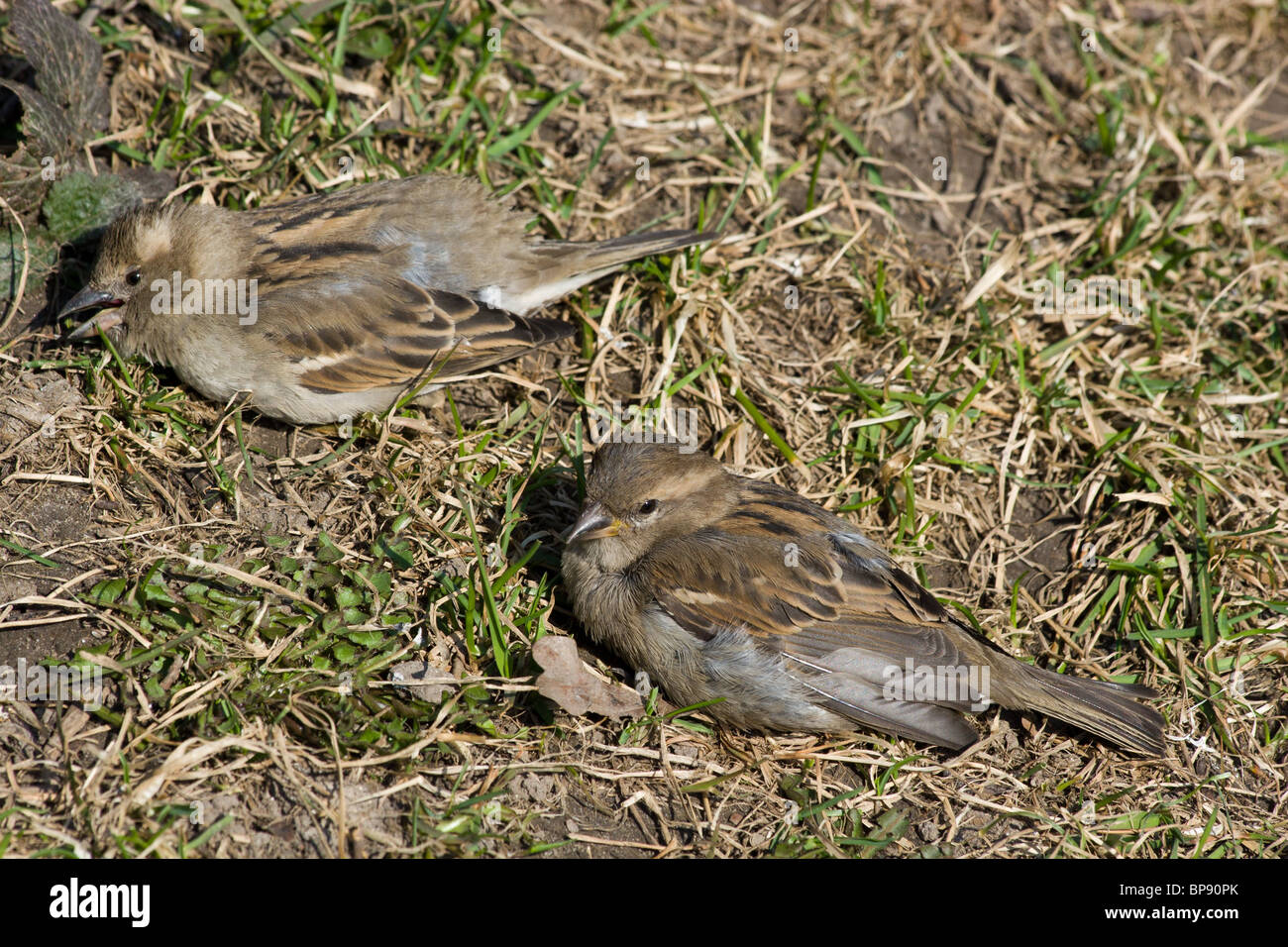 Passer domesticus, House Sparrow in a natural habitat. Wildlife ...