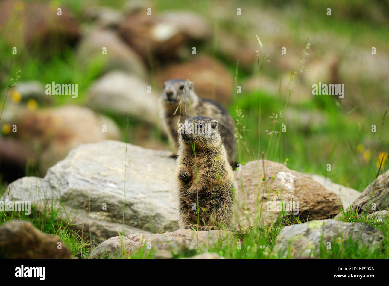 Two Alpine marmots (Marmota marmota), Stubai, Stubai Alps, Tyrol, Austria Stock Photo