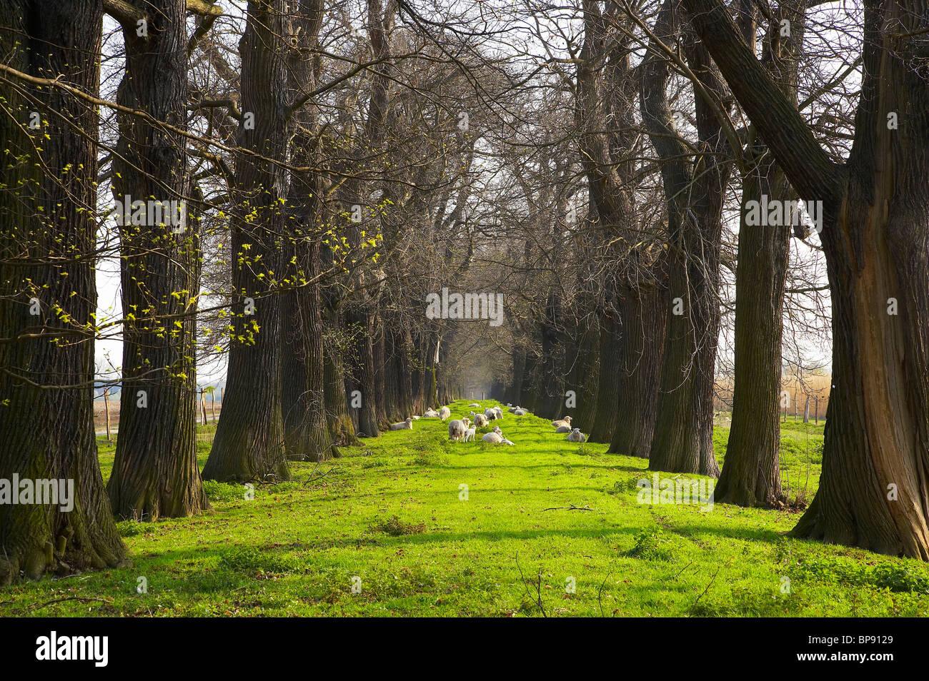Natural Monument Esskastanienallee (alley of edable chestnuts) near Schloss Dyck, outdoor photo, spring, morning, Juechen, North Stock Photo