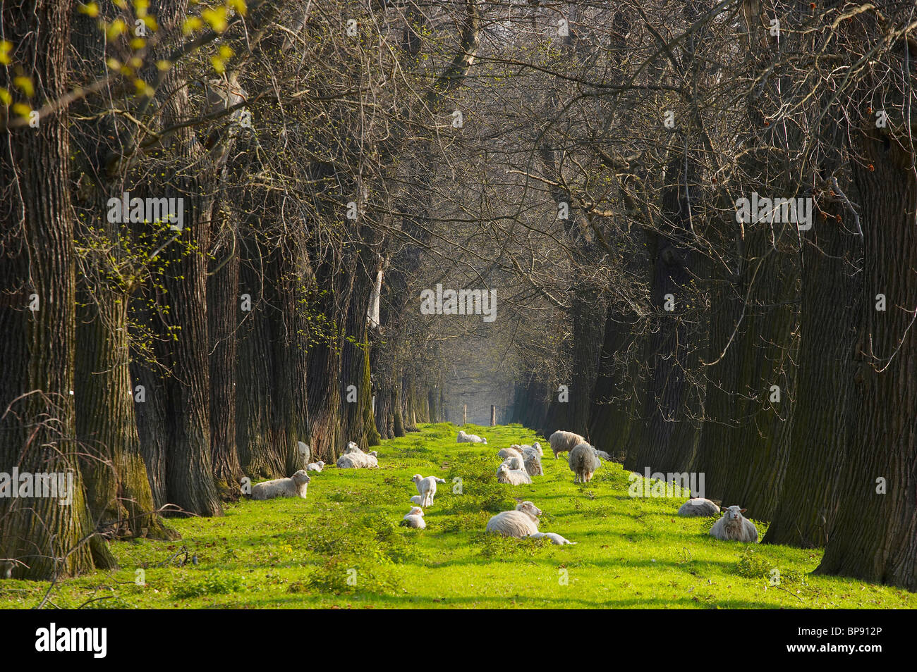 Natural Monument Esskastanienallee (alley of edable chestnuts) near Schloss Dyck, outdoor photo, spring, morning, Juechen, North Stock Photo