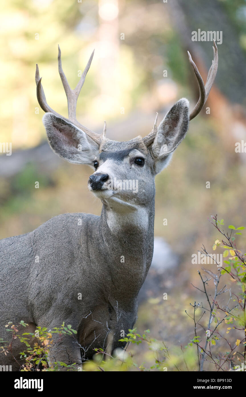 Mule Deer (Odocoileus hemionus), portrait of a stag. Stock Photo