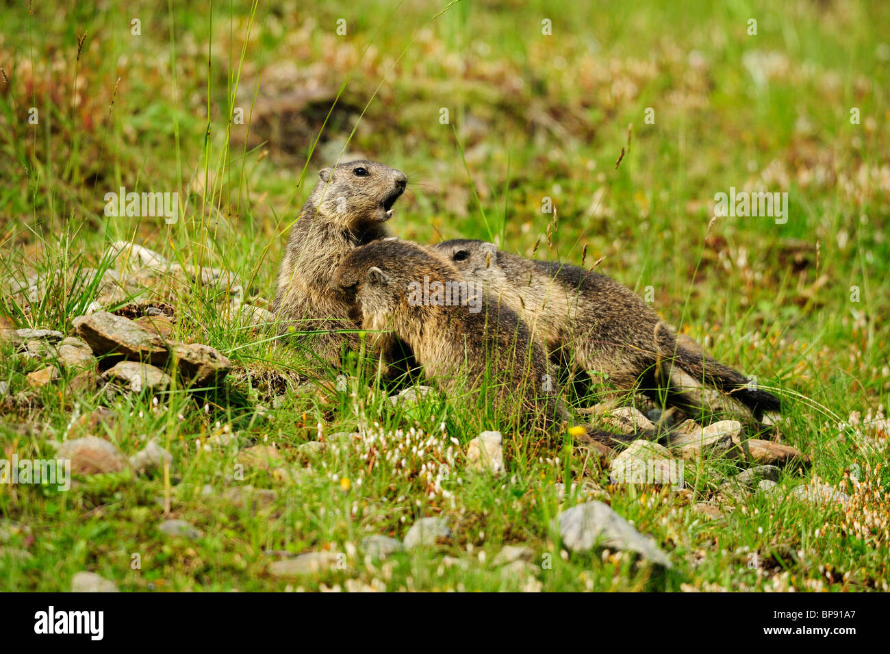Three Alpine marmots (Marmota marmota), Stubai, Stubai Alps, Tyrol, Austria Stock Photo