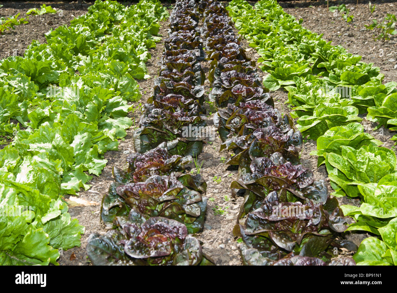 Growing Lettuces in vegetable patch Stock Photo Alamy