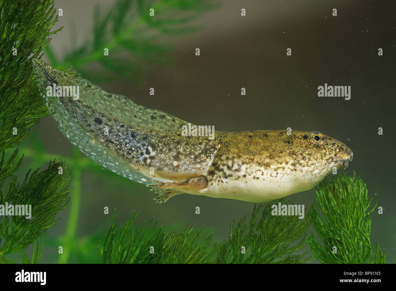 Green Frog tadpole (Rana clamitans) with tail and leg development, E USA Stock Photo