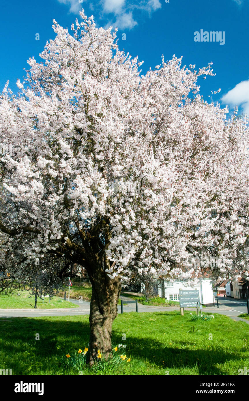 Cherry Blossom on Tree at West Wycombe Buckinghamshire in Spring Stock Photo