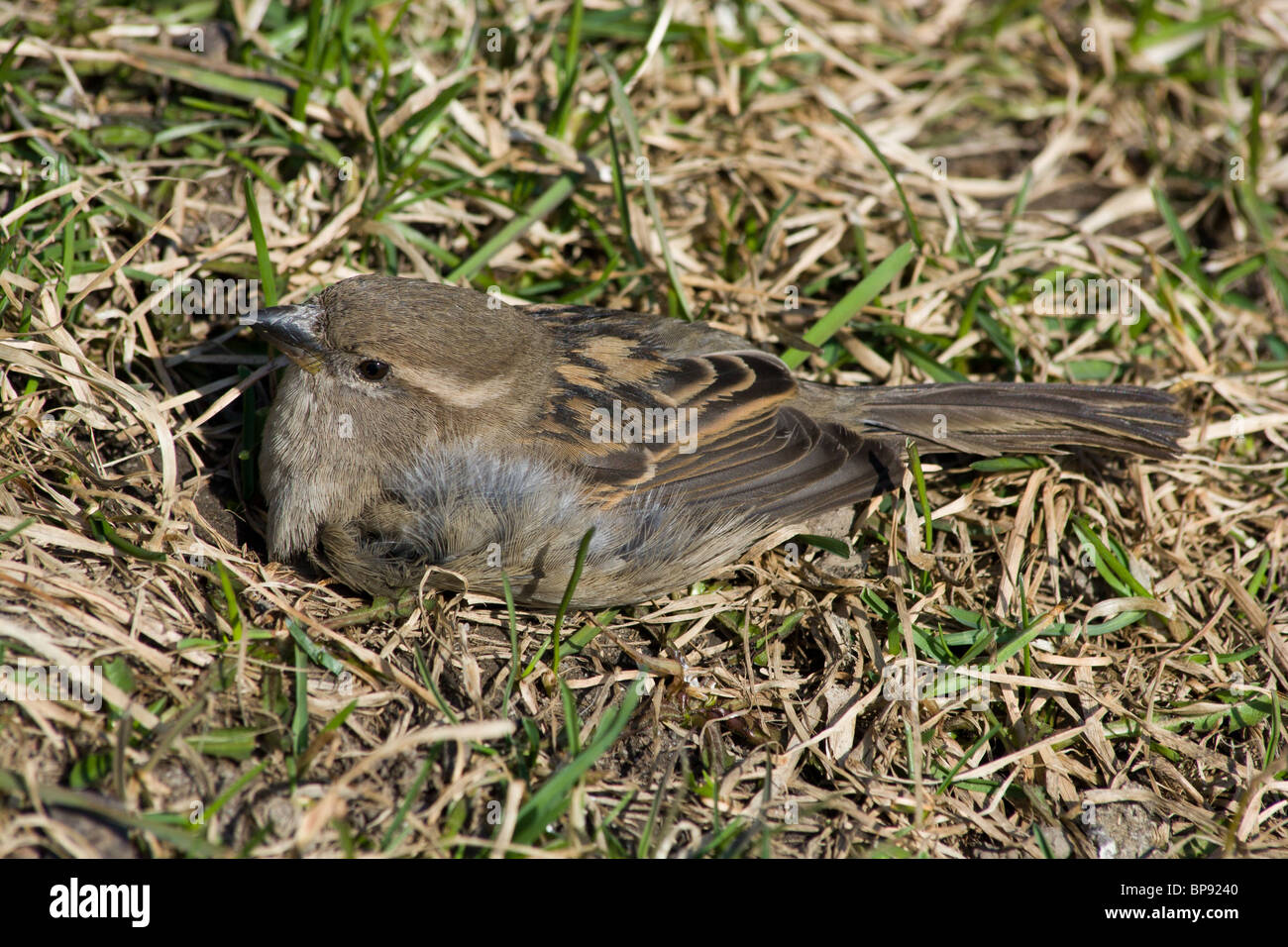 Passer domesticus, House Sparrow in a natural habitat. Wildlife ...