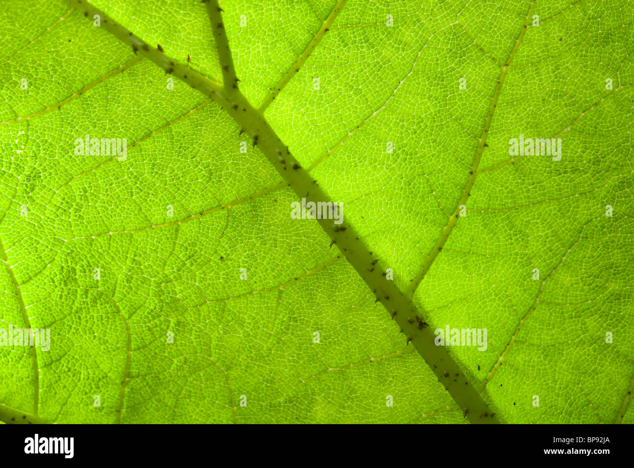 Gunnera leaf underside Stock Photo