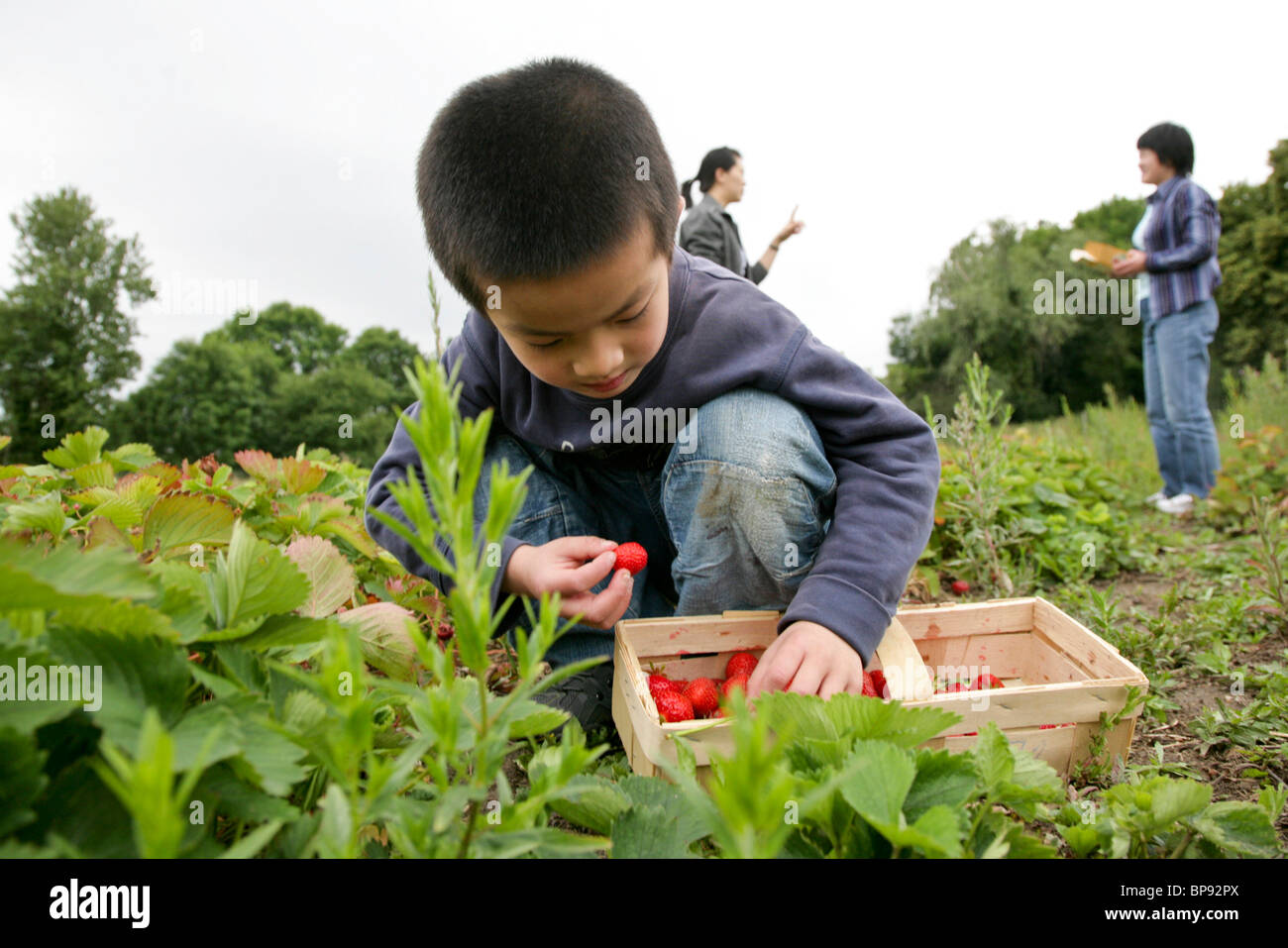 Children picking strawberry hi-res stock photography and images - Alamy