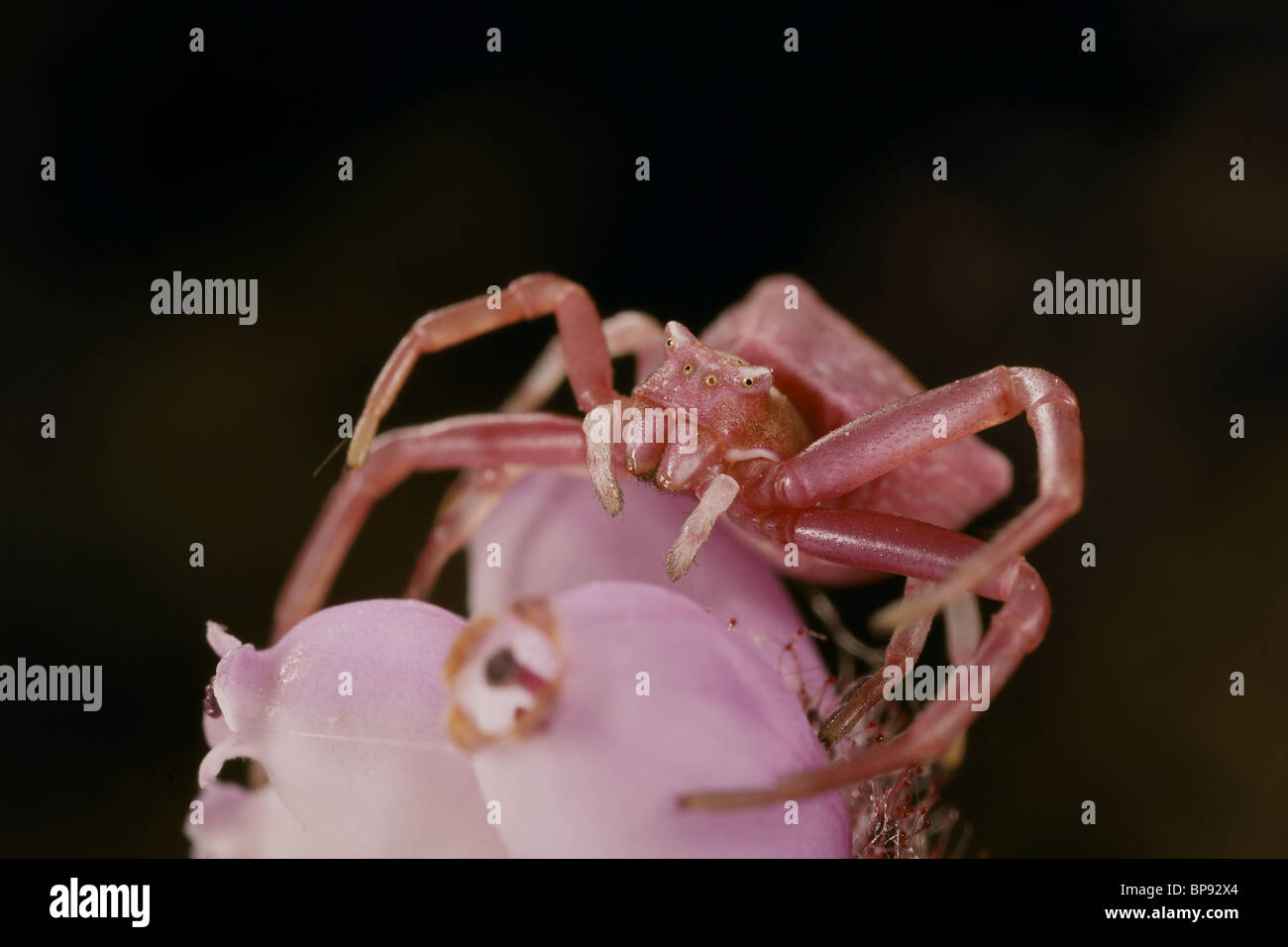 Pink crab spider hi-res stock photography and images - Alamy