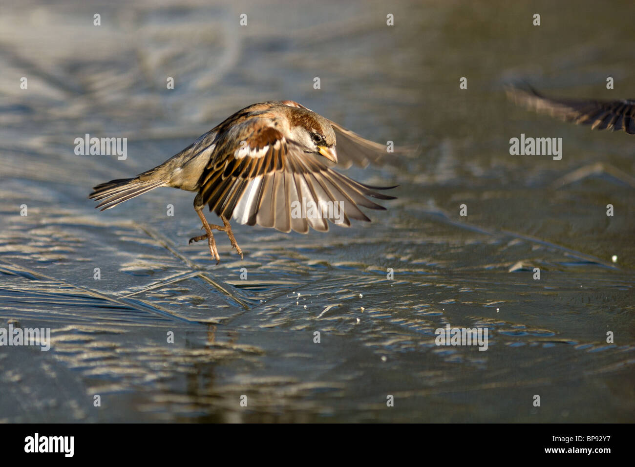 Passer domesticus, House Sparrow in a natural habitat. Wildlife ...