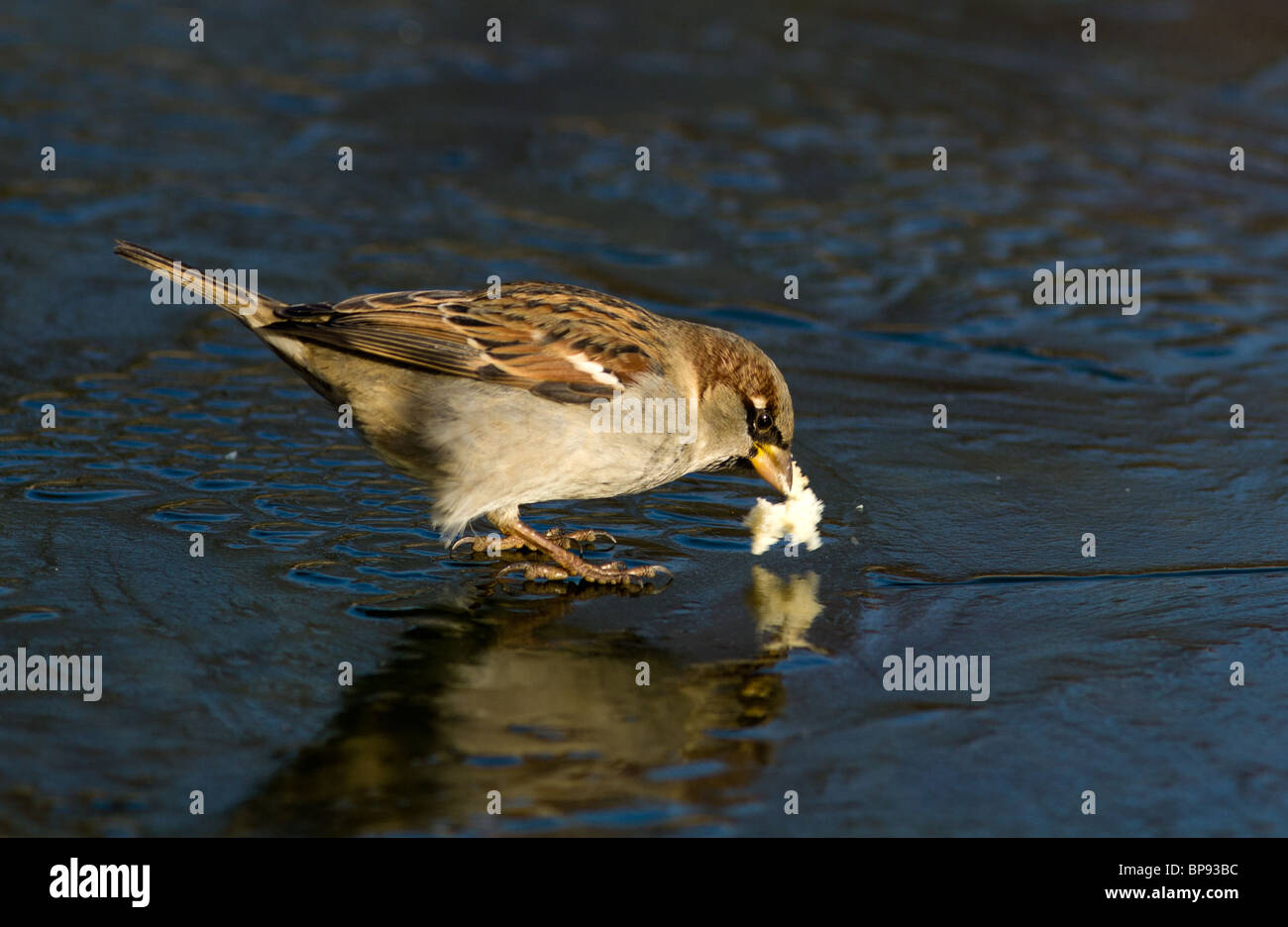 Passer domesticus, House Sparrow in a natural habitat. Wildlife ...