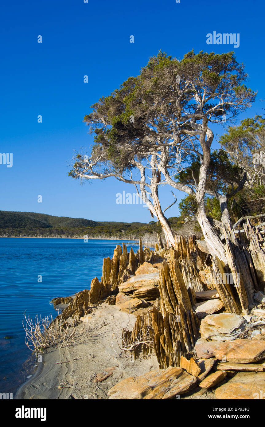 Paperbark trees on Hammersley Inlet, Fitzgerald River National Park, Western Australia. Stock Photo