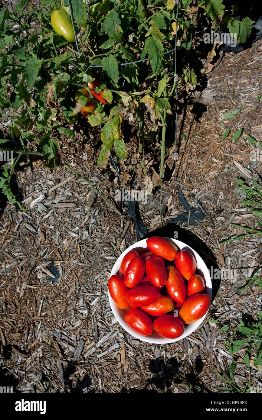 Freshly-picked Roma tomatoes from garden USA Stock Photo