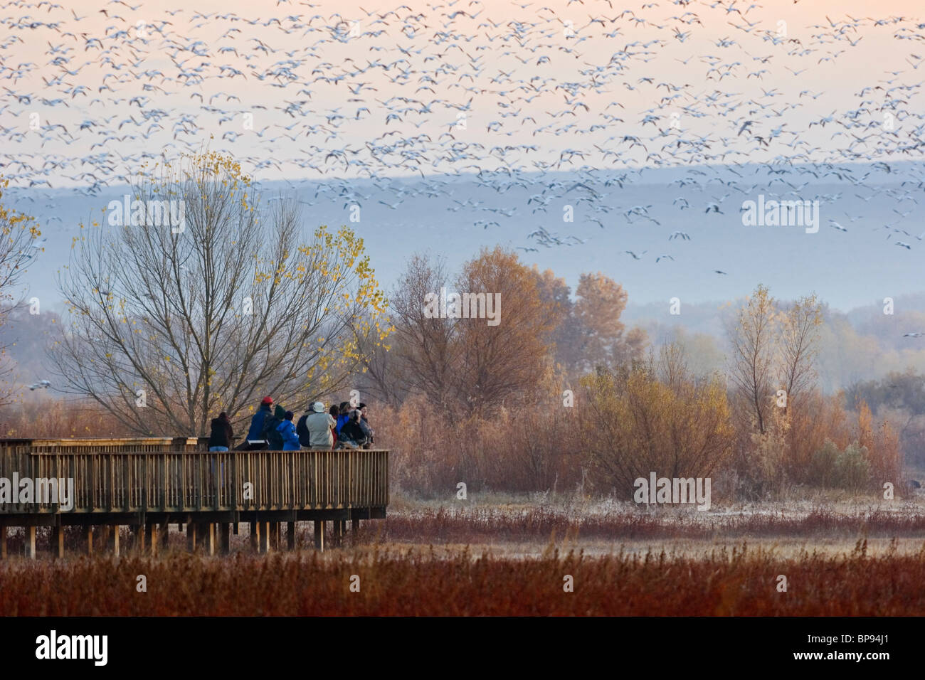Bosque del apache hi-res stock photography and images - Alamy