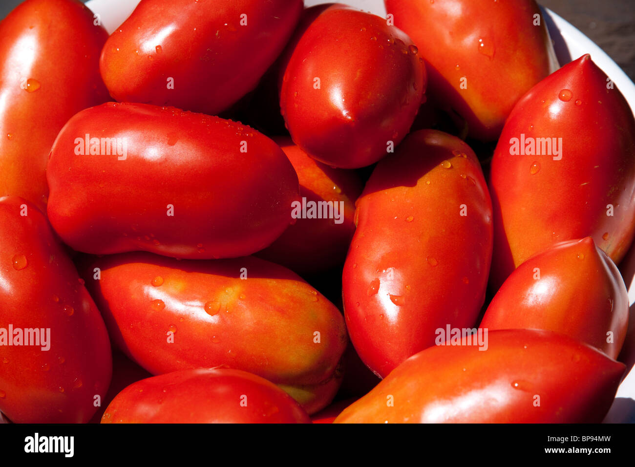 Freshly-picked Roma tomatoes from garden USA Stock Photo
