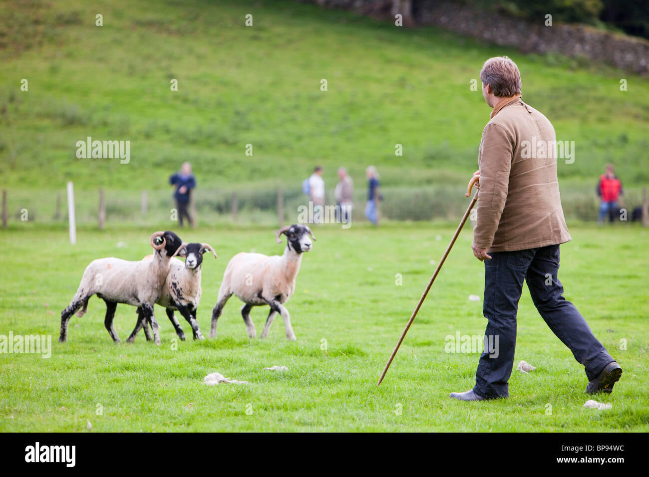 Sheepdog sheep uk hires stock photography and images Alamy