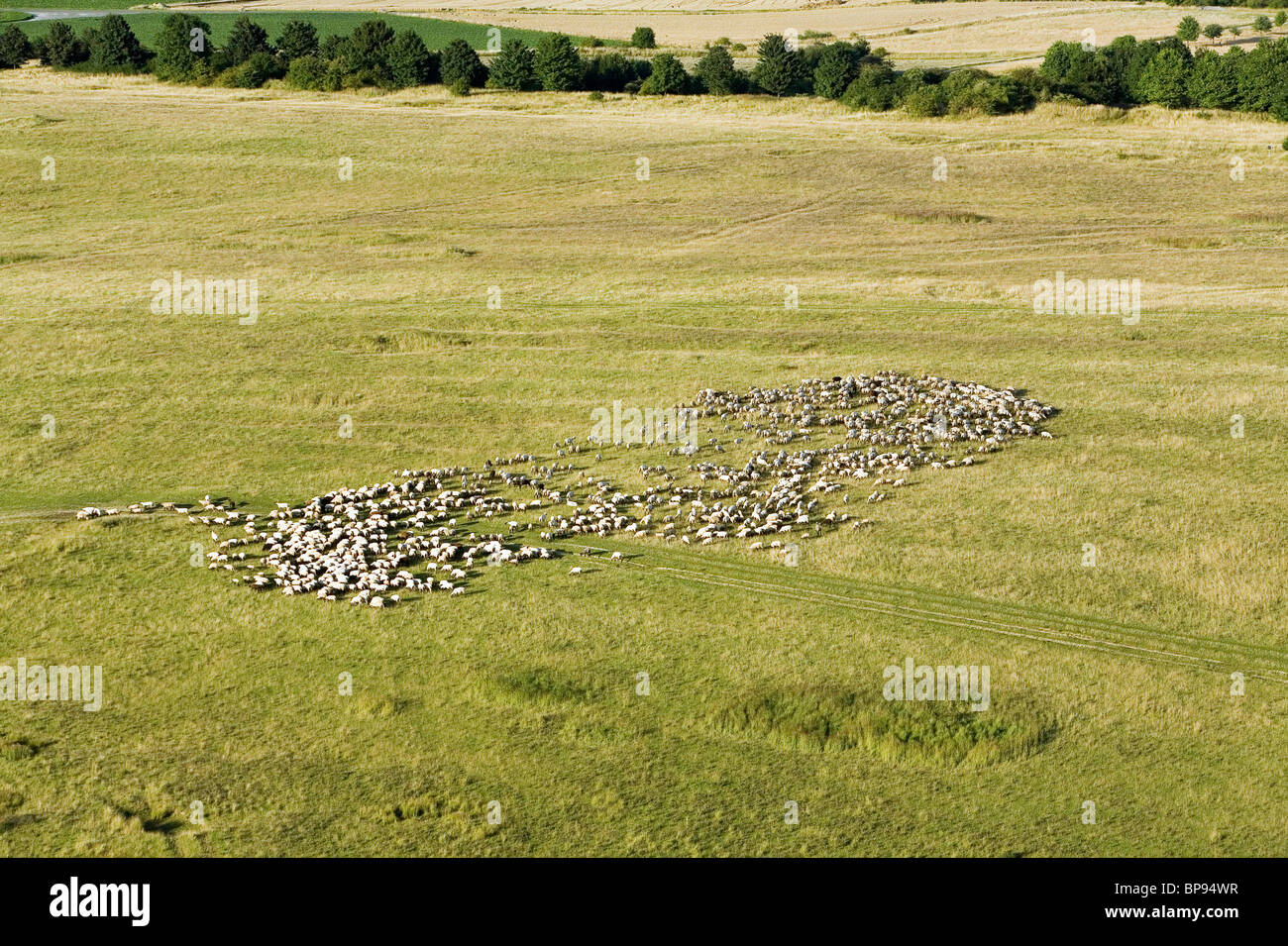 aerial view mob of sheep, region Hanover, Lower Saxony, northern Germany Stock Photo