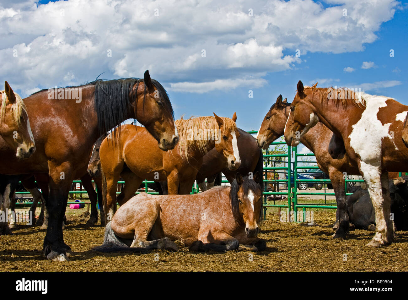 A herd of domestic horses resting Stock Photo